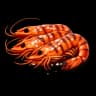 Fresh Red Prawn