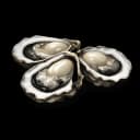 Oysters
